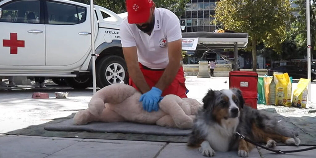 Συνέχιση του προγράμματος «Πρώτες Βοήθειες για Σκύλους» στη Θεσσαλονίκη