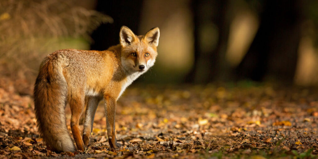 Ξεκινά στα μέσα Απριλίου η ρίψη εμβολίων – δολωμάτων κατά της λύσσας για τα ζώα της άγριας πανίδας