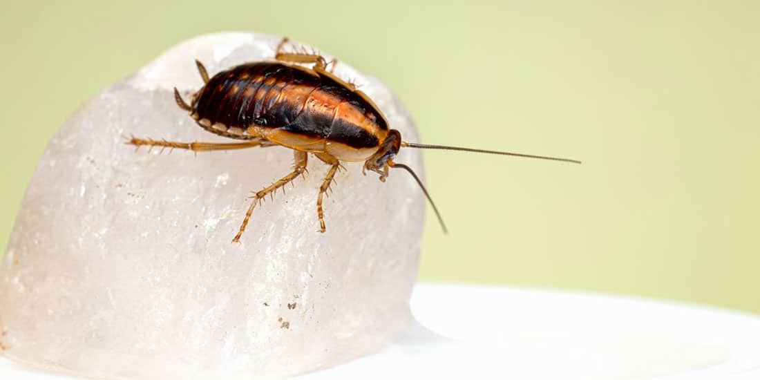 Θεσσαλονίκη: Υπεύθυνες για εμφάνιση άσθματος και αλλεργικής ρινίτιδας οι κατσαρίδες!