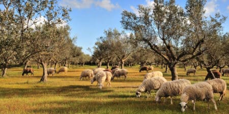 Συνεχίζονται οι έλεγχοι για την πανώλη των αιγοπροβάτων