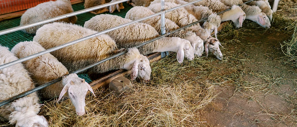 Σύσκεψη ΥΠΑΑΤ για ευλογιά αιγοπροβάτων: Αυστηρή τήρηση μέτρων βιοασφάλειας και αποζημιώσεις στους κτηνοτρόφους aigoprovata-evlogia-