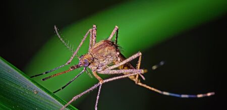 Ιός-του-Δυτικού-Νείλου-ΕΟΔΥ-2-ακόμη-θάνατοι-την-τελευταία-εβδομάδα-και-8-νέα-κρούσματα