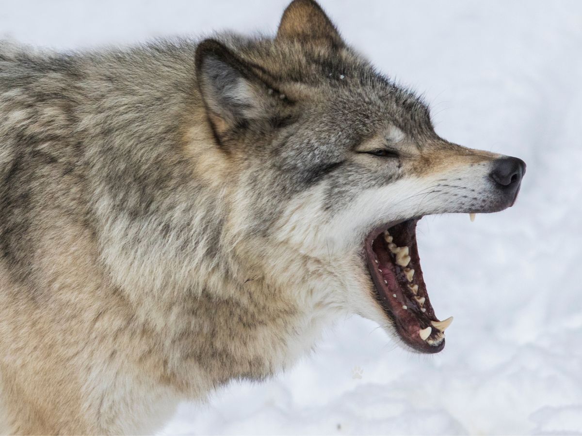 Παιδί: Πρόληψη ατυχημάτων από επιθέσεις ζώων Πρόληψη ατυχημάτων