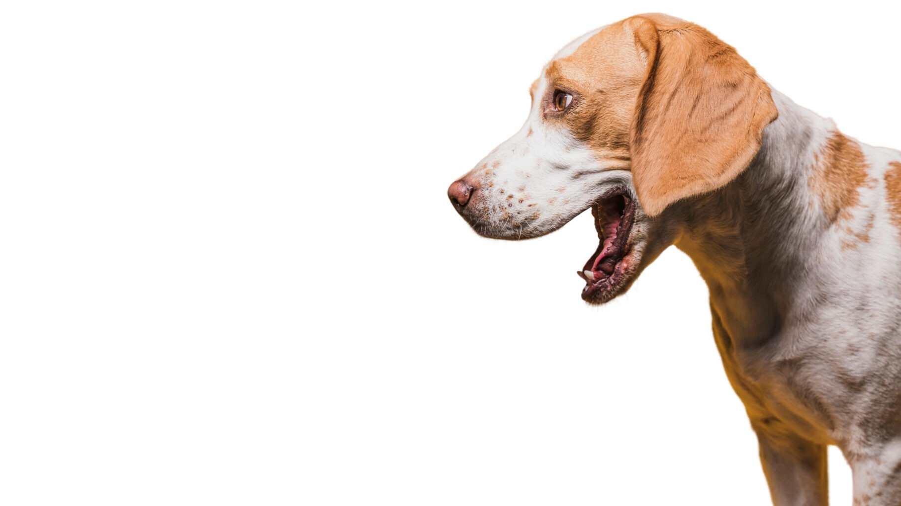 περιστατικών δαγκωμάτων