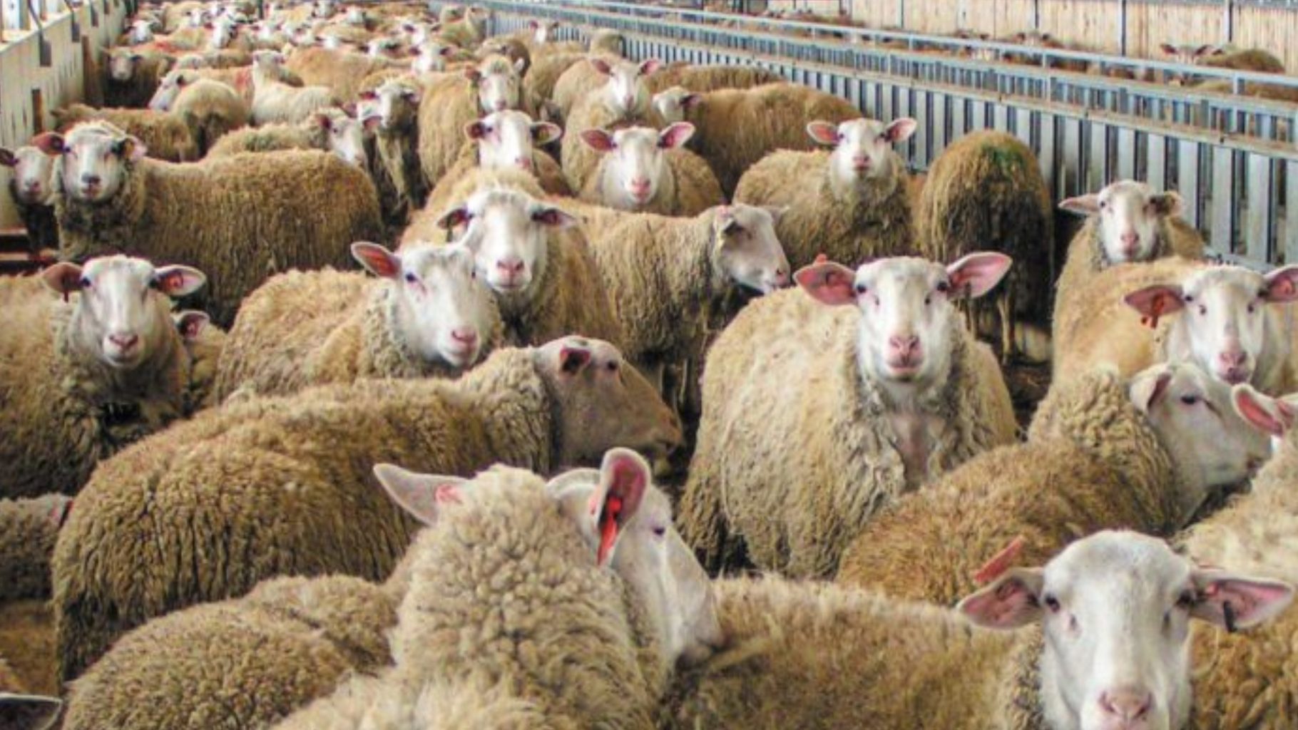 Οκτώ νέα κρούσματα αφθώδους πυρετού στη Λέσβο νέα κρούσματα αφθώδους πυρετού στη Λέσβο